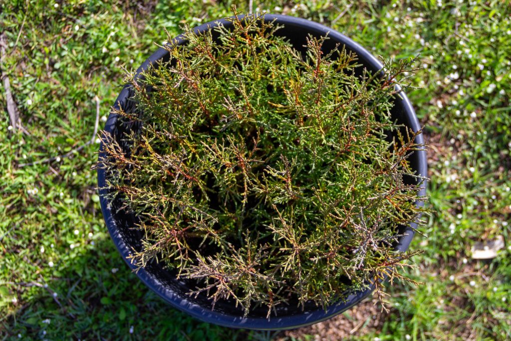 baby plants pot