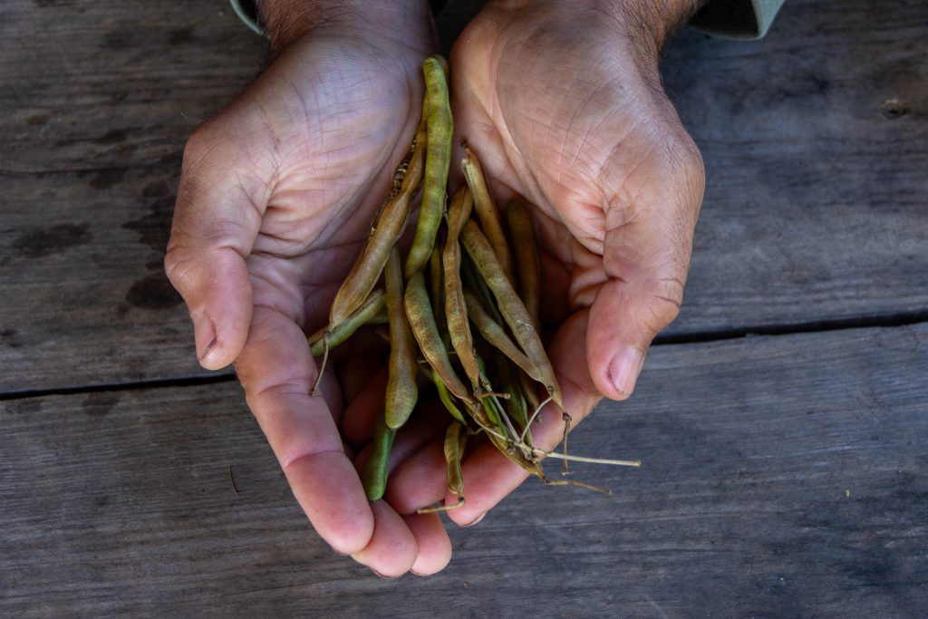 seeds in hand