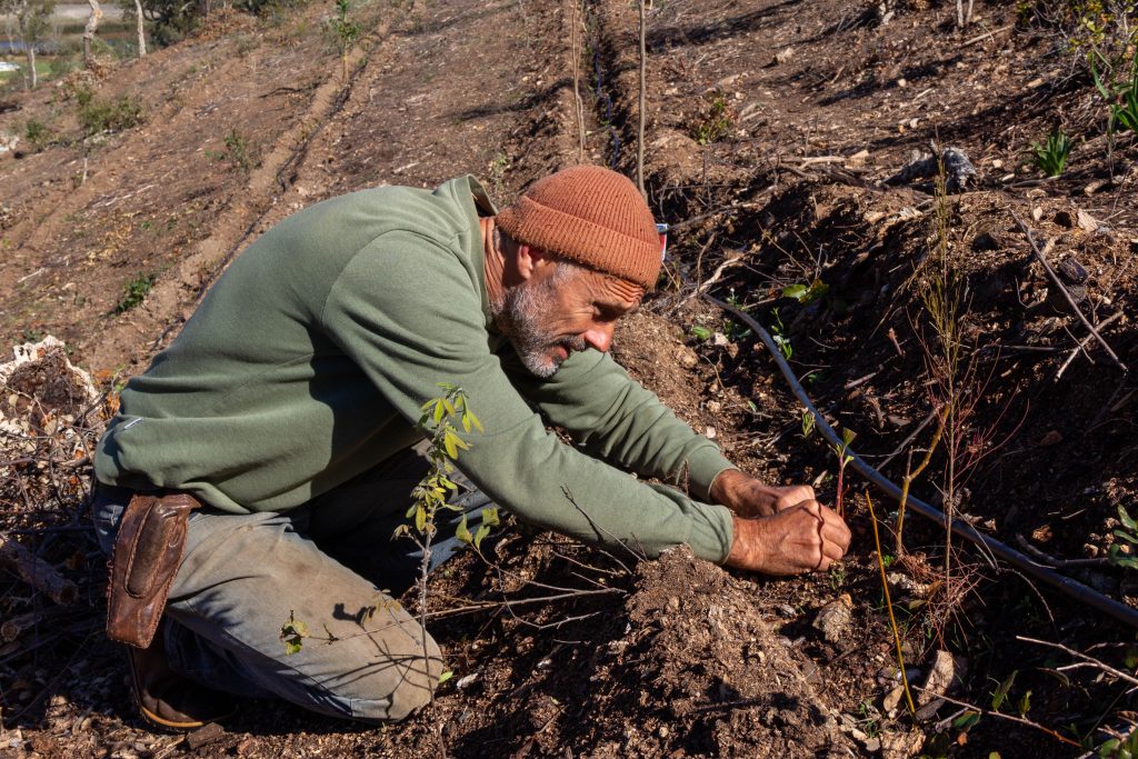 planting trees