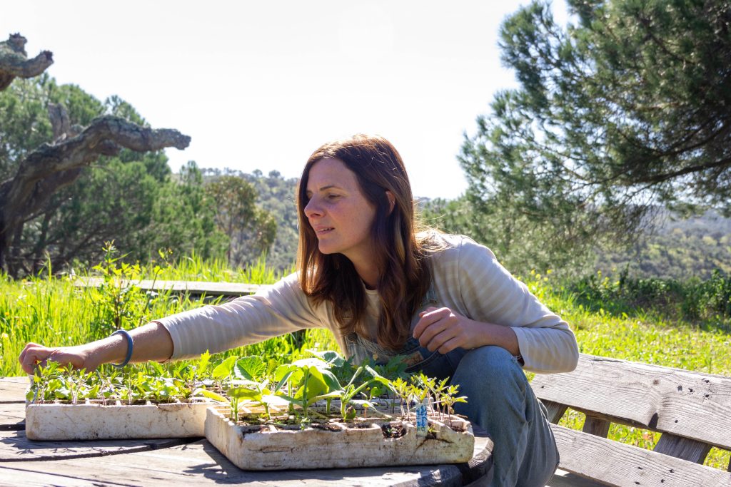 Denise seedlings