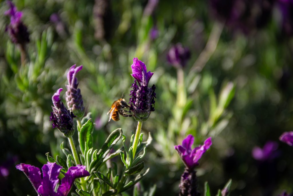 bee on flowers