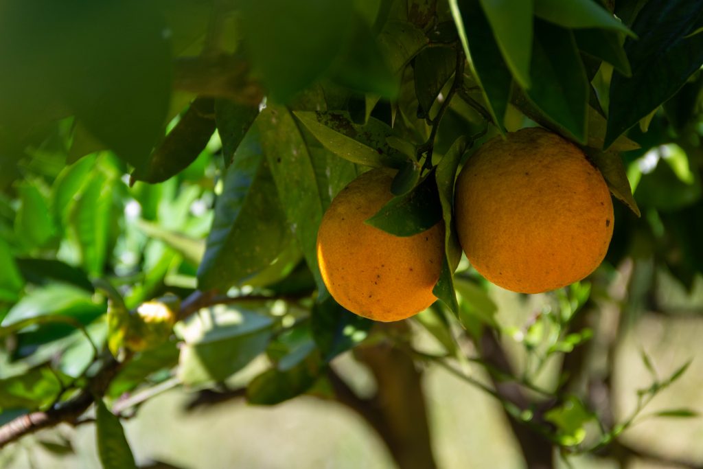 orange