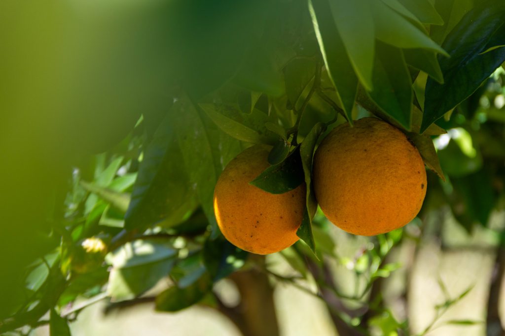 orange