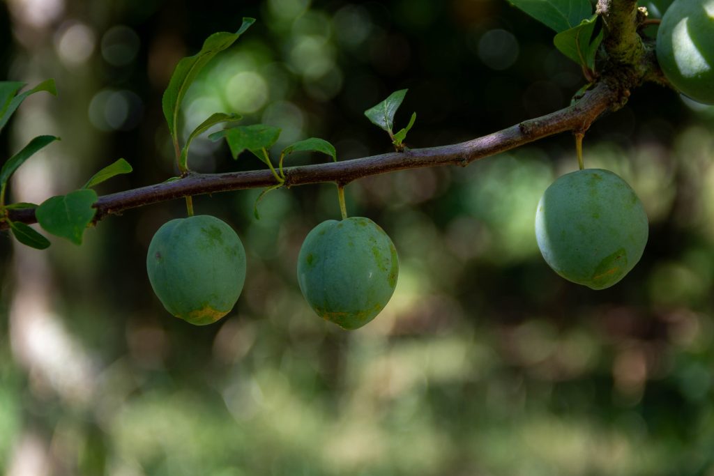 olive tree