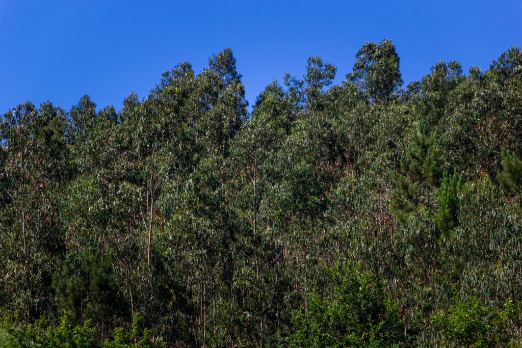 eucalyptus farm