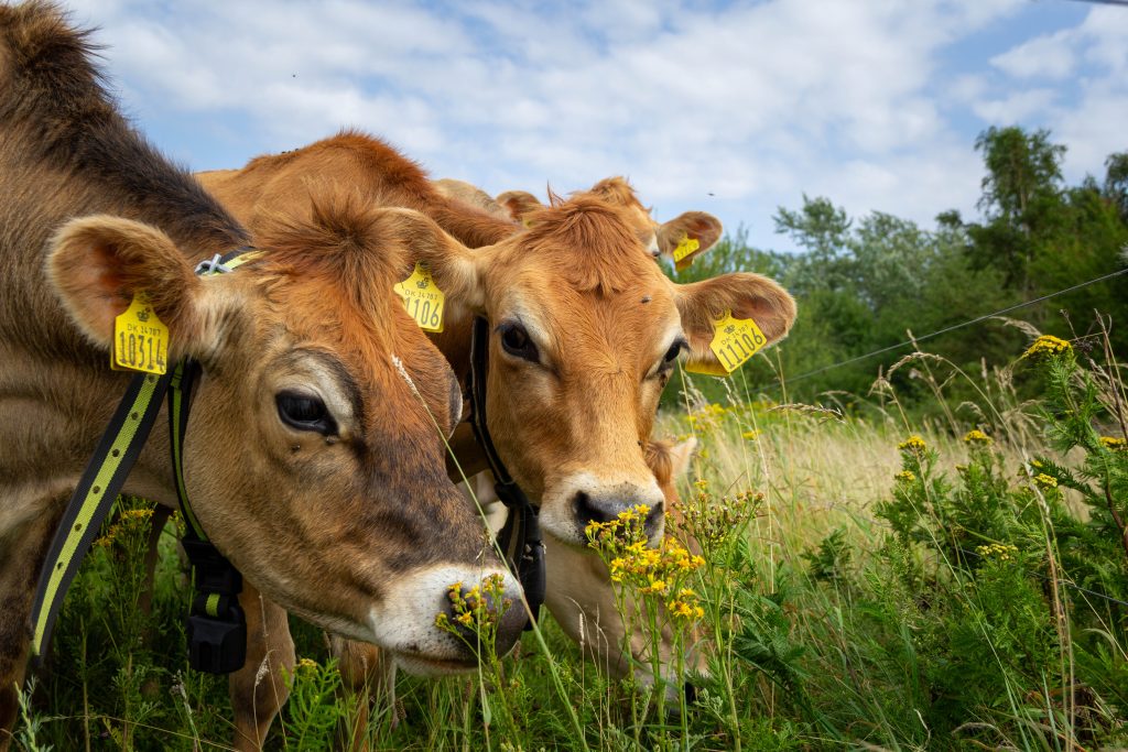 cows