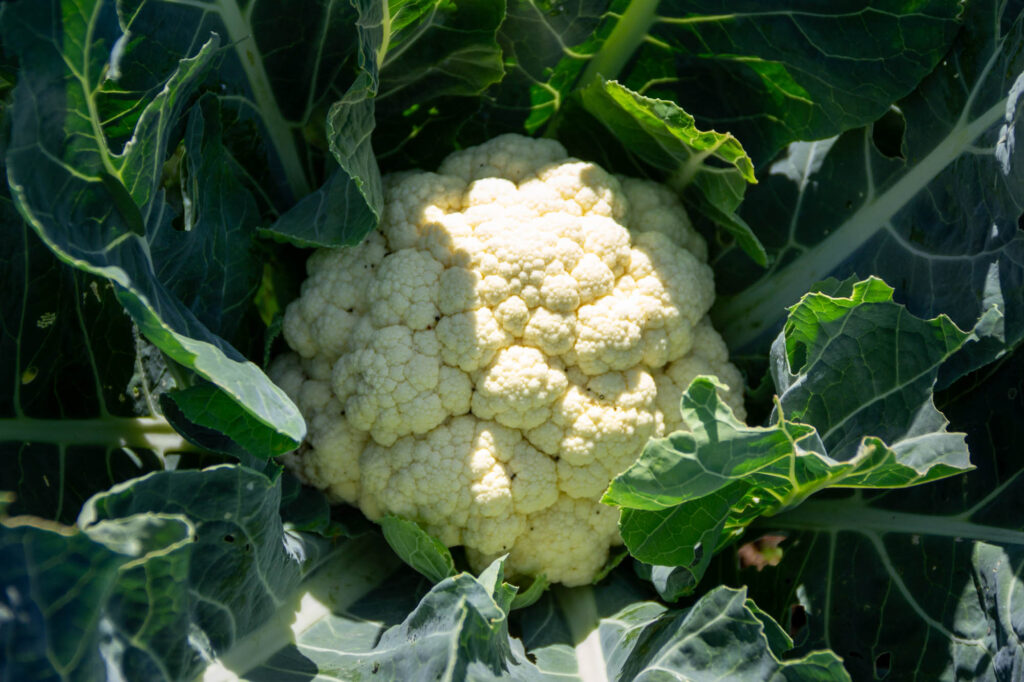 Fresh cauliflower surrounded by green leaves